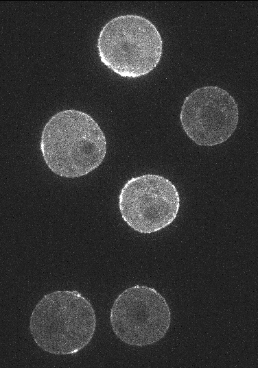 Ch1