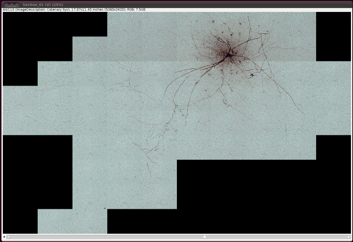 diadem-hippocampal-ca3-interneuron-3