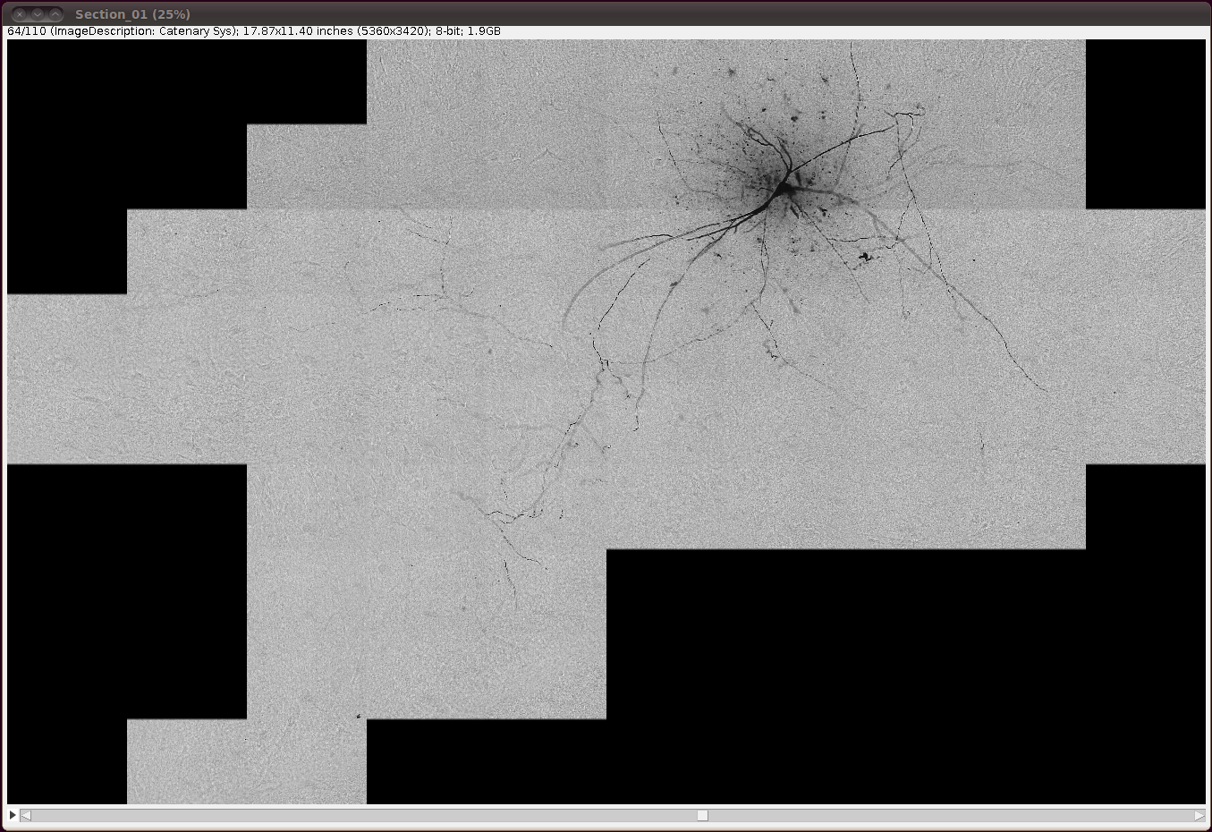 diadem-hippocampal-ca3-interneuron-4