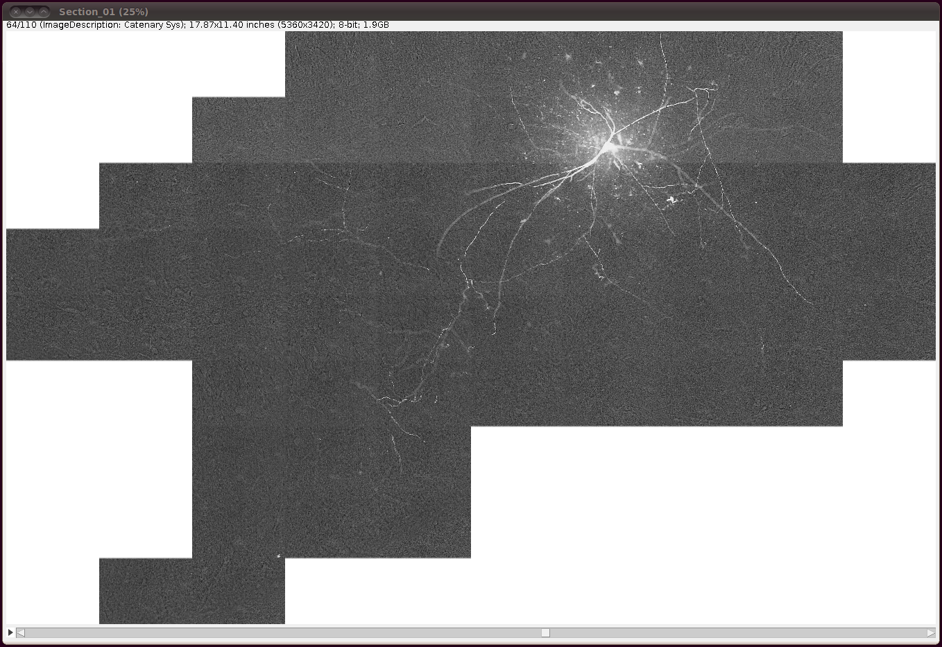 diadem-hippocampal-ca3-interneuron-5
