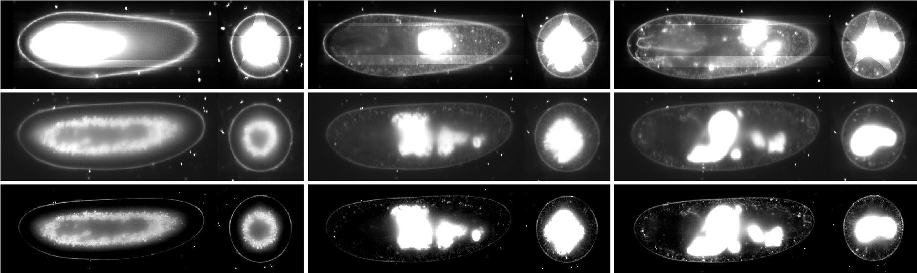 Drosophila