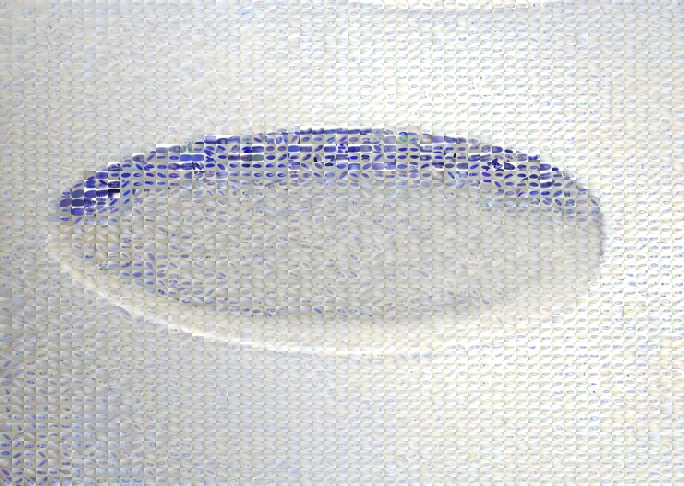 Dorsal ectoderm expression at blastoderm satge