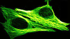 Enhanced green hot lut