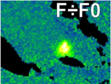 F f0 corrected
