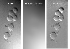 pseudocorrectionimage