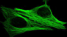 Traditional green lut