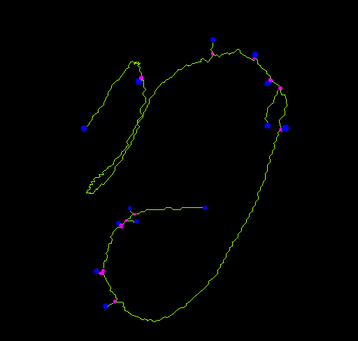 3D skeleton of bat cochlea volume rendered in the viewer after voxel classification