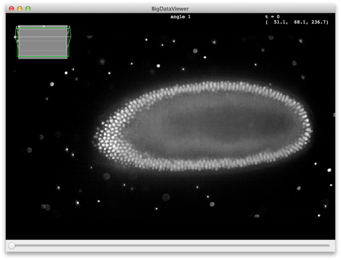 BigDataViewer on startup with drosophila example dataset