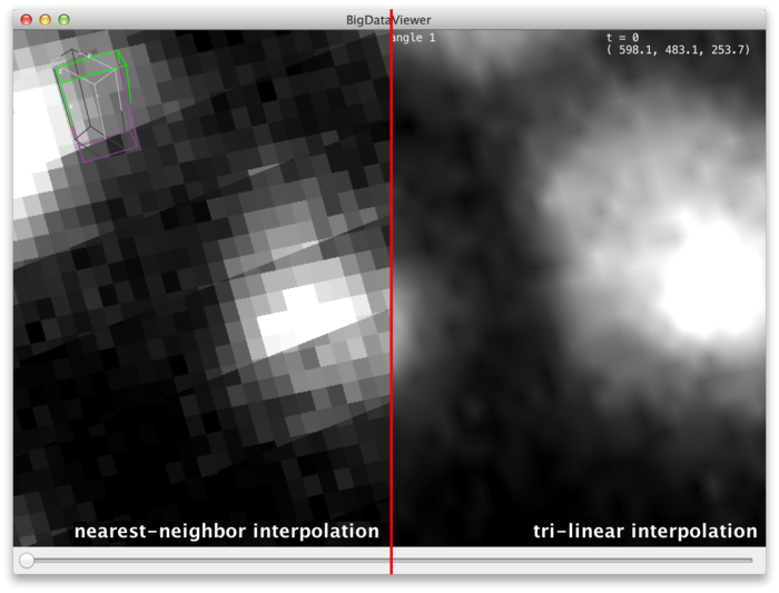 BigDataViewer nearest-neighbor vs trilinear interpolation comparison