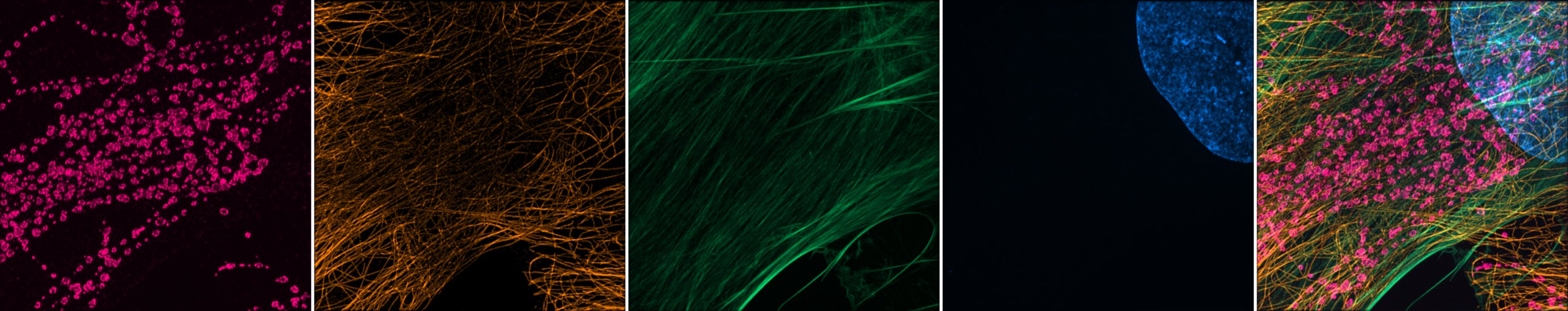fig:4 channels image, biop luts good choice 4 channels image, biop luts good choice