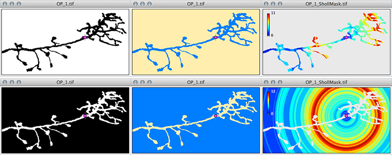 Segmented image comparison: Black/White LUT, Yellow/Blue LUT, and Intersections mask with Jet LUT
