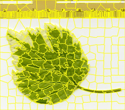 jslic-leaf