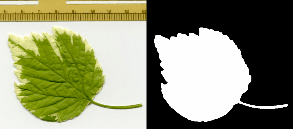 left | thumb | 1014px | Results of applying the previously calculated SIOX segmentator to a stack of transformed versions of the Leaf sample