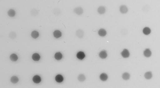 Dot Blot sample image