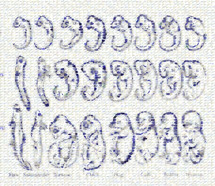 CoverMaker rendition of Haeckel embryos CoverMaker rendition of Haeckel embryos