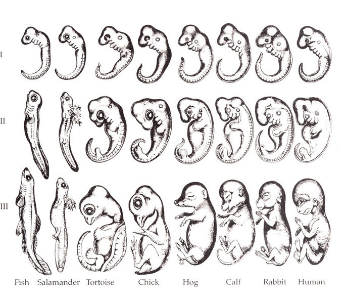 Drawing of Haeckel embryos Drawing of Haeckel embryos