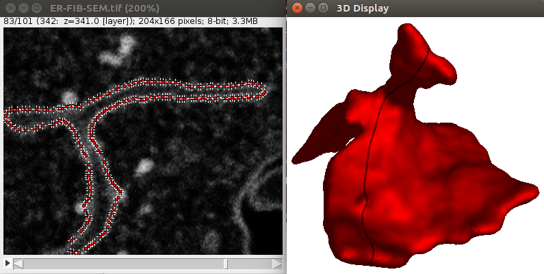 LimeSeg endoplasmic reticulum segmentation result in 2D and 3D