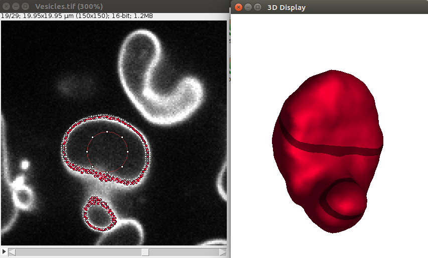 LimeSeg refined vesicle segmentation in 2D and 3D views