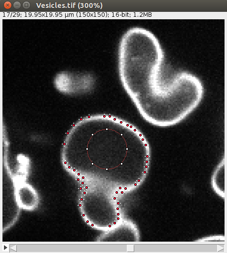 LimeSeg 2D view of segmented vesicle with surface points