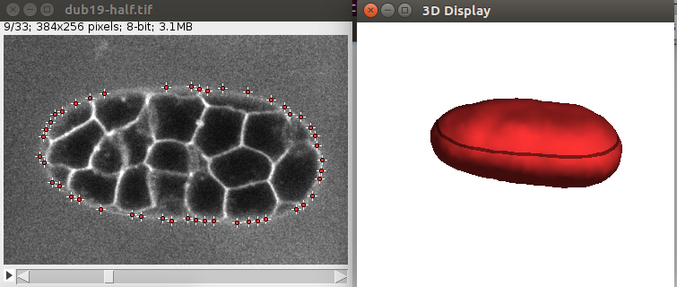 LimeSeg C. Elegans embryo skeleton segmentation result