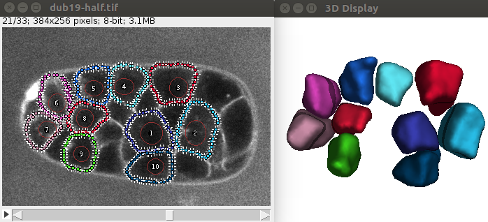 LimeSeg multi-cell segmentation output