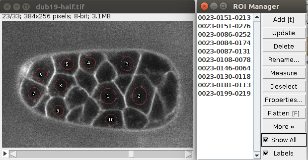 LimeSeg multiple circular ROI seeds for multi-cell segmentation