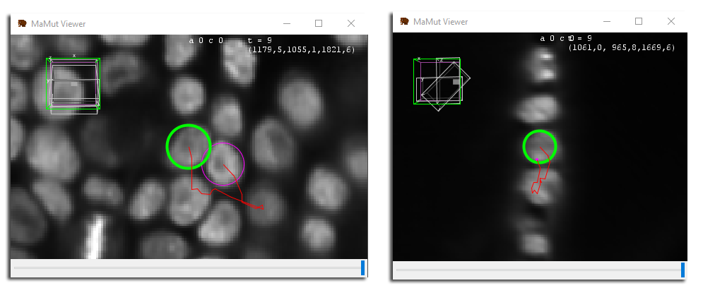 MaMuT auto-linking tracking result