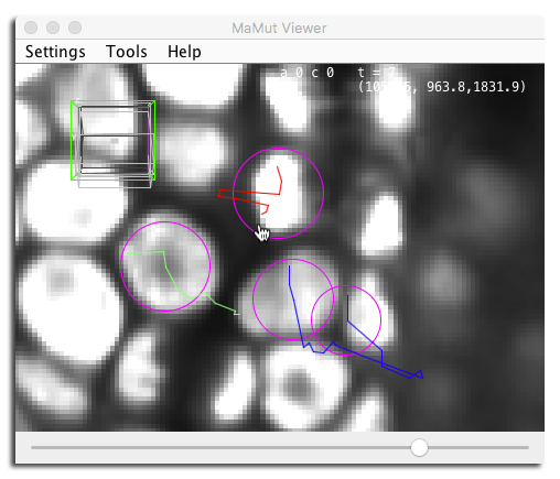 MaMuT semi-automatic tracking mistake example