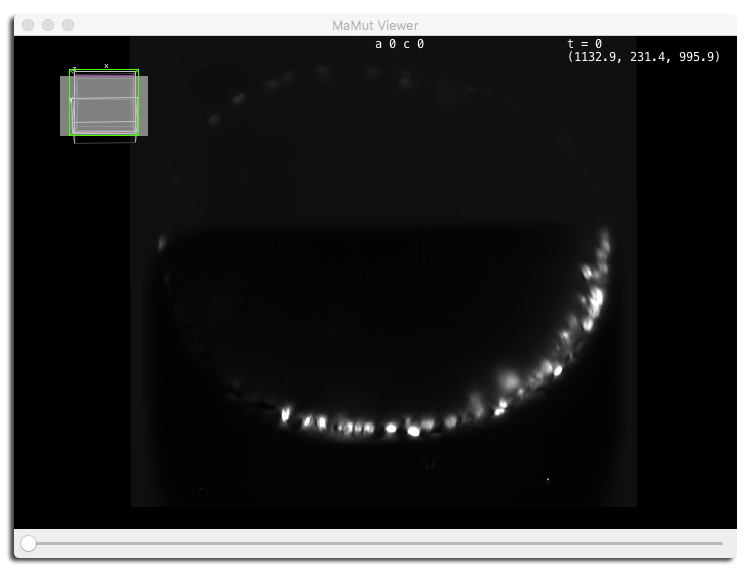 MaMuT viewer example