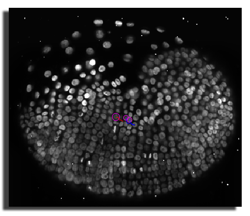 MaMuT record max projection example output
