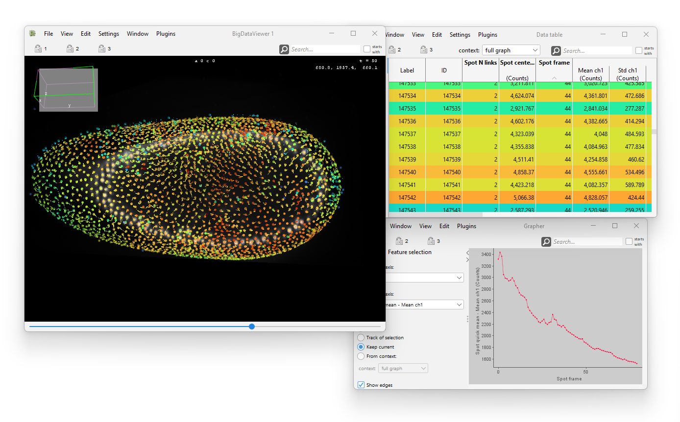 Tracking in _Tribolium castanum_ embryo.