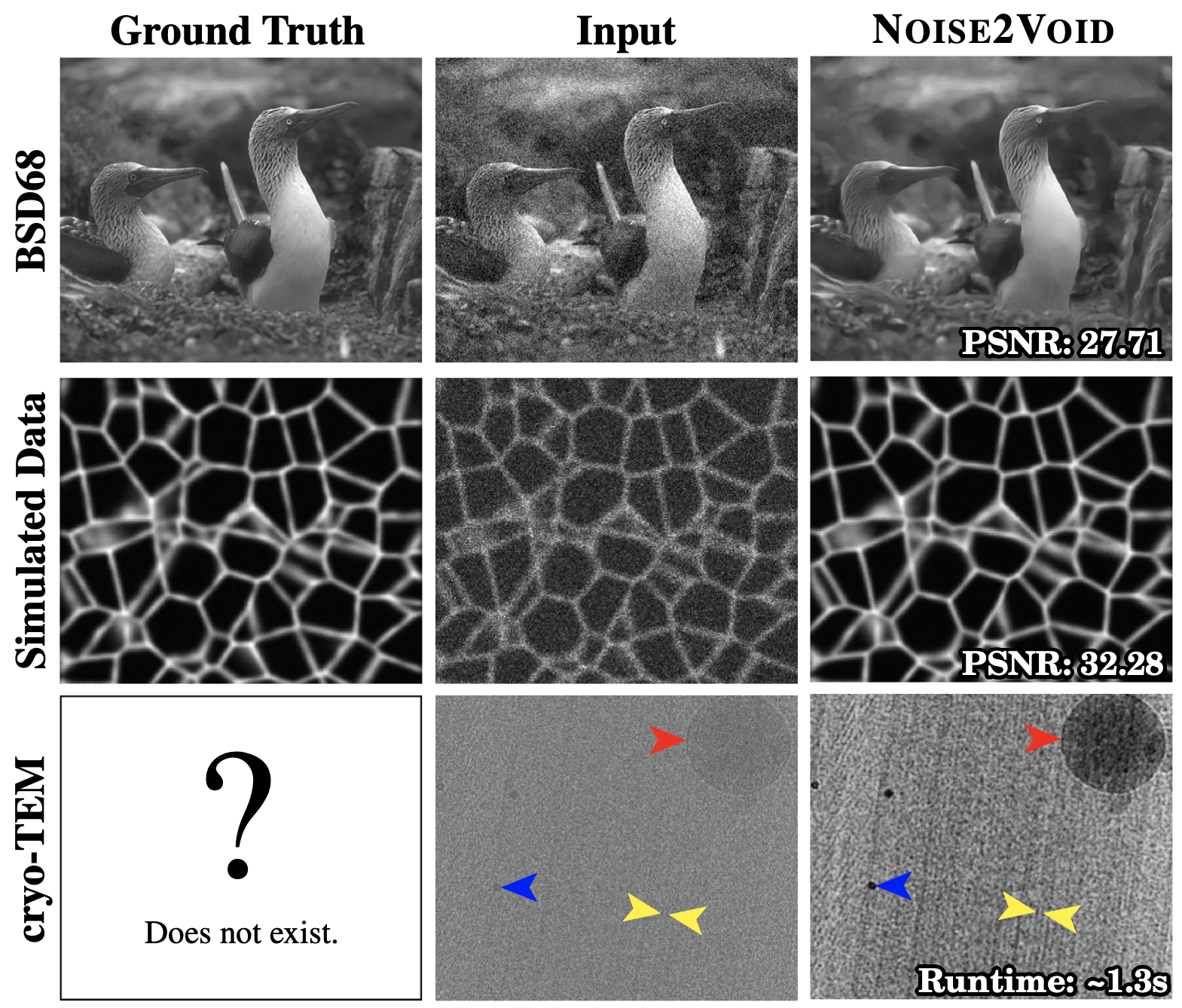 Examples of N2V denoised images.