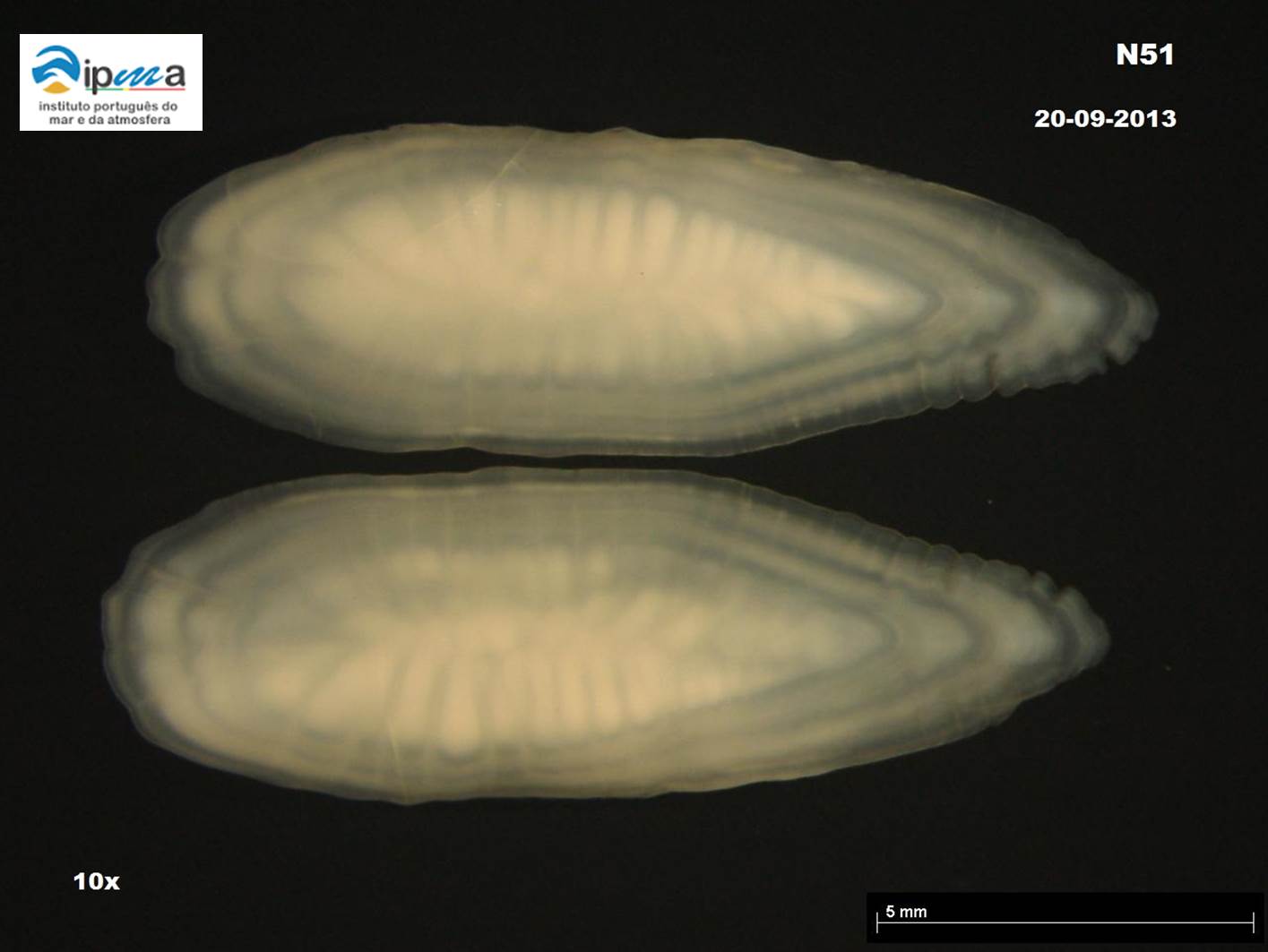 fig:Blue Whiting (Micromesistius poutassou) otolith Blue Whiting (Micromesistius poutassou) otolith