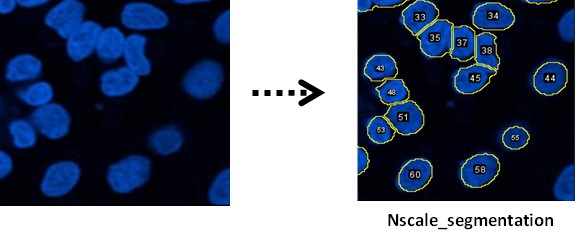 nscale-segmentation-5.jpg