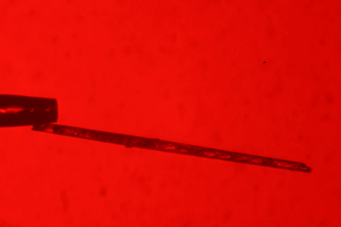 Animation of the photobend time lapse (\~1500x playback speed)