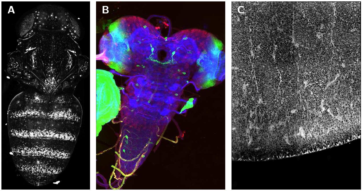 fig:Example of Stitching of 3D confocal stacks. Example of Stitching of 3D confocal stacks.
