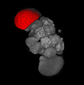Segmentation editor medulla r labels rotating