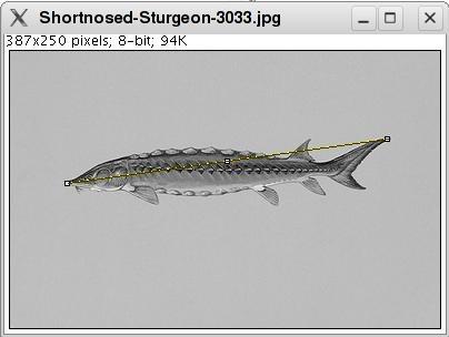 shortnosed-sturgeon