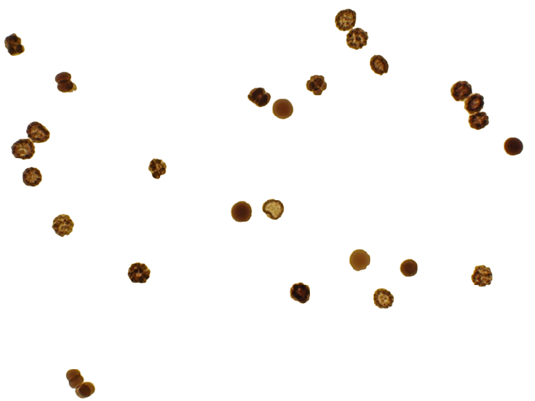 SIOX segmentation result