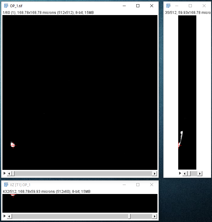 SNT cursor auto-snapping to neurite with red crosshair