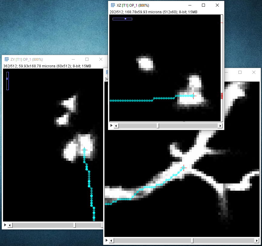 SNT path not perfectly following neuron center line