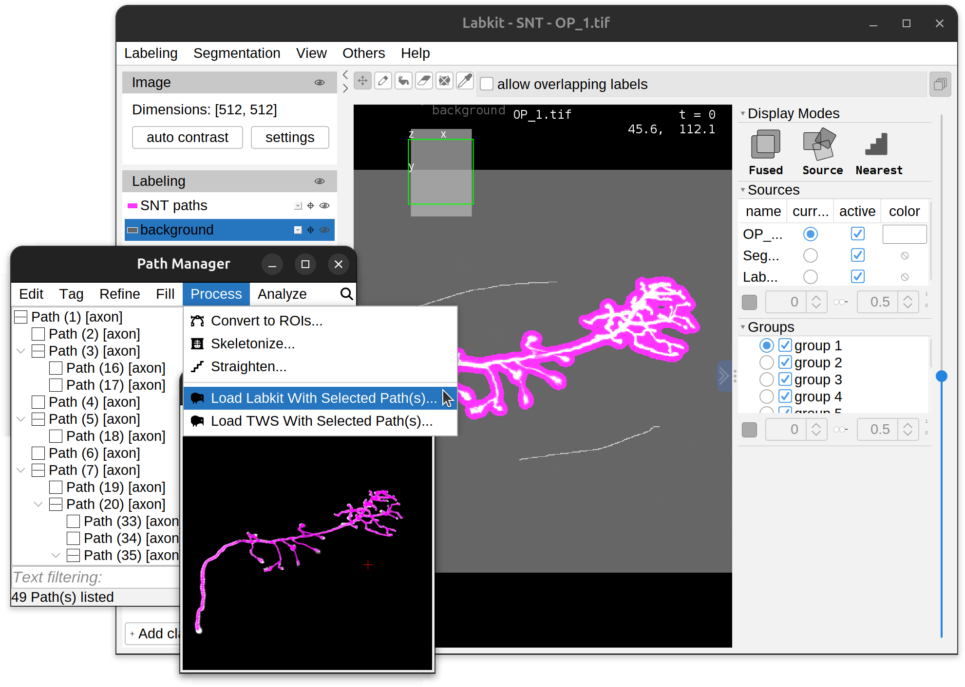 **SNT Paths as classifier labels: Labkit.** Drosophila OP neuron (3D grayscale image, demo dataset) being classified in Labkit.