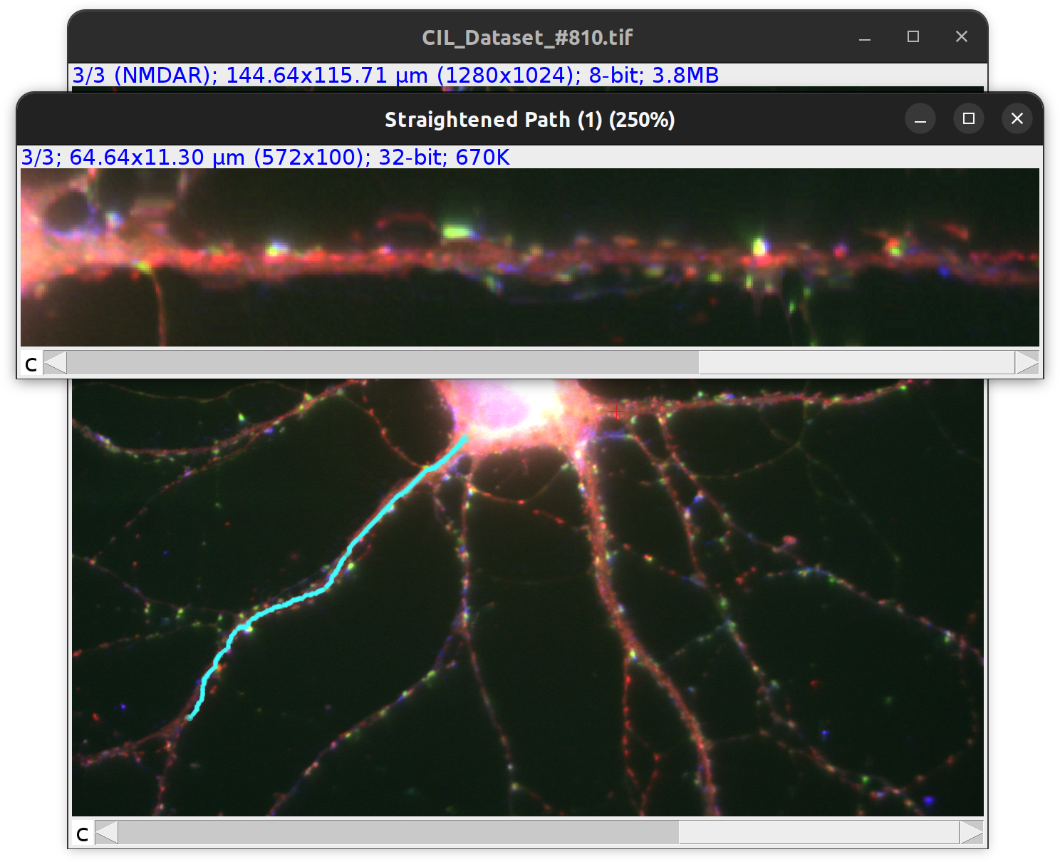 Highlighted path in cyan straightened using Path Manager Analyze>Straighten... command