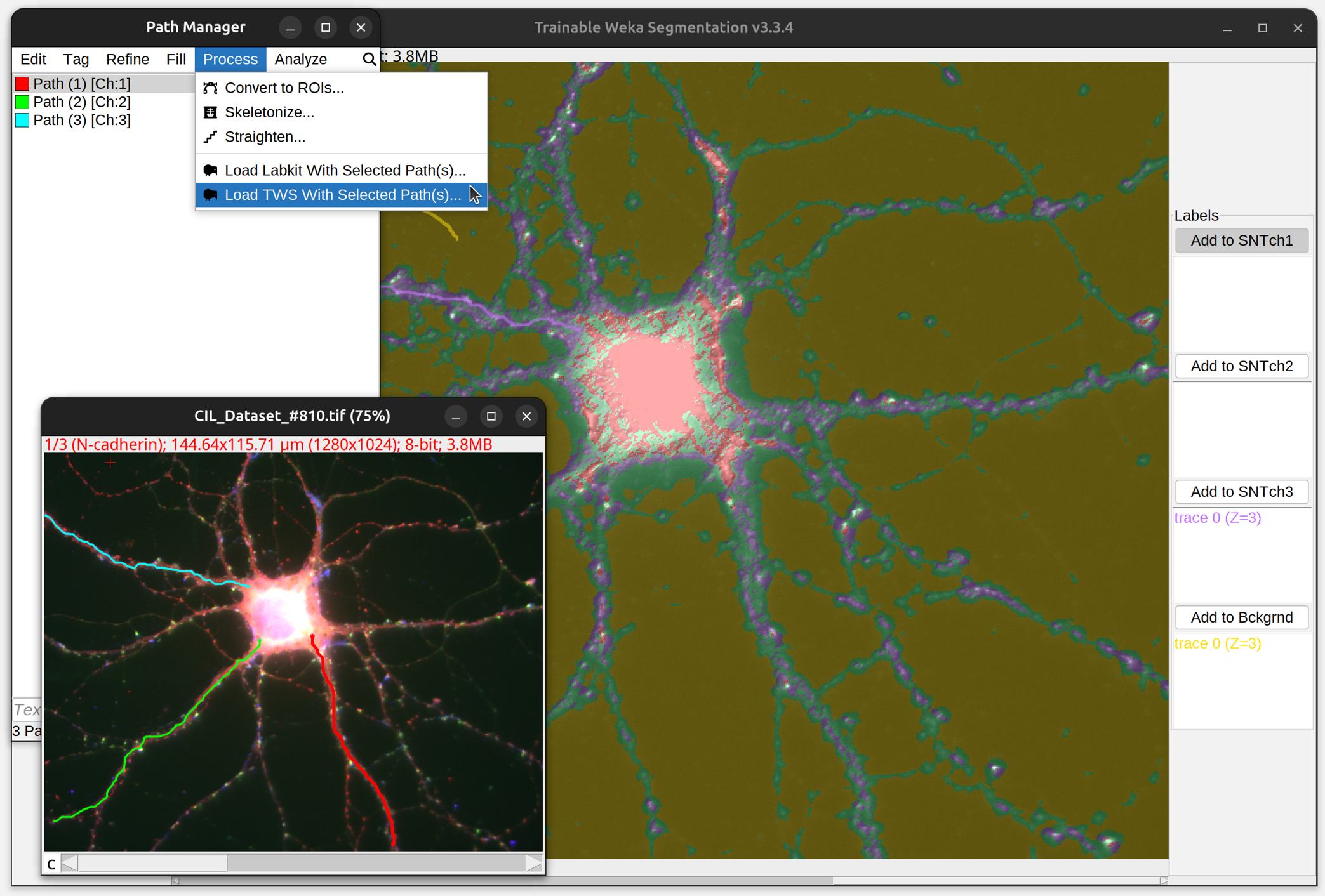**SNT Paths as classifier labels: TWS.** A triple-stained neuron (2D multichannel image, demo dataset) being classified in TWS.