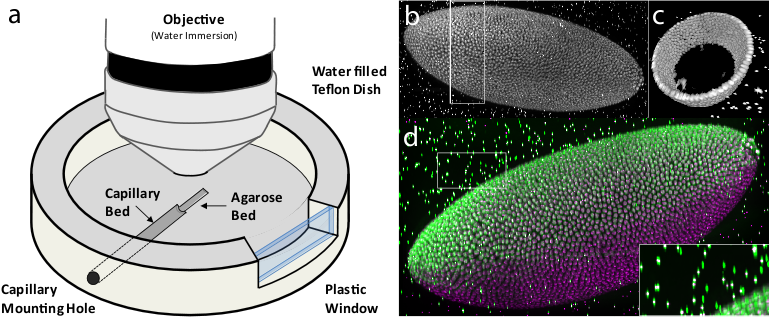 <b>Figure 7:</b> Multi-view imaging with spinning disc confocal microscopy