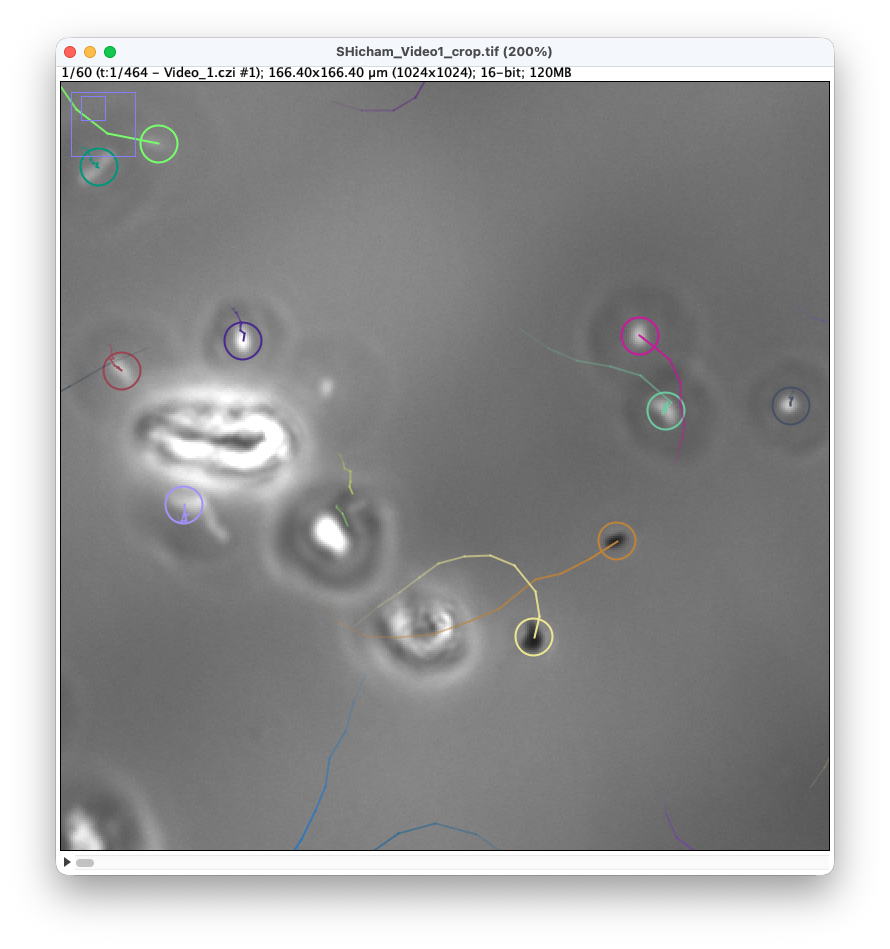 /media/plugins/trackmate/detectors/YOLO/trackmate-yolo-detector-03.png
