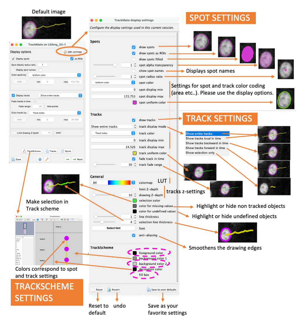 /media/plugins/trackmate/trackmate-display-settings-4.png