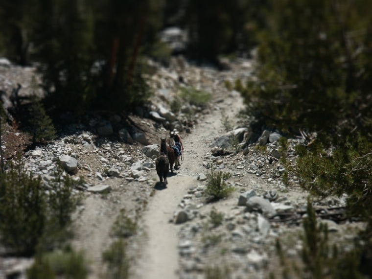 traveler