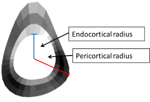 Radii