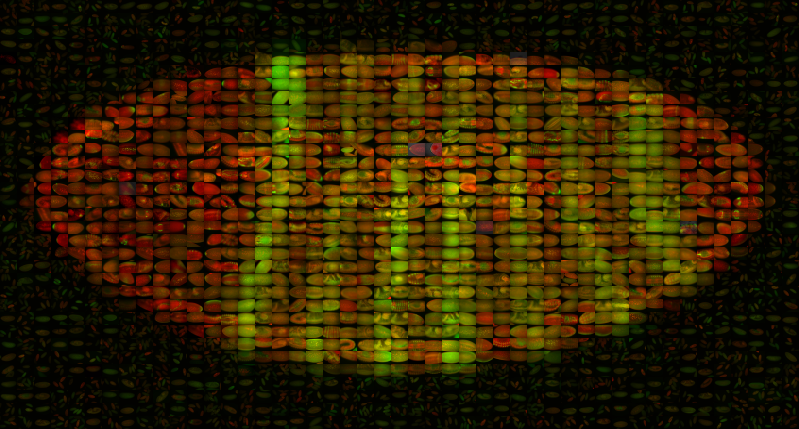 Runt expression pattern at cellular blastoderm stage of Drosophila embryogenesis